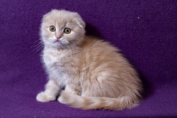 Red Scottish kittens