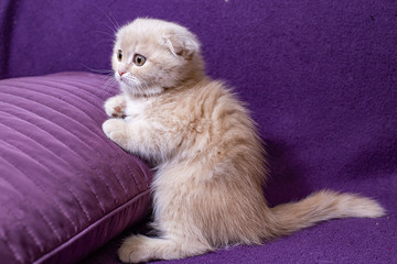 Red Scottish kittens