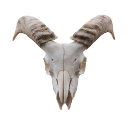 Fototapeta premium Goat skull isolated on the white background.