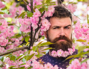 Man with beard and mustache on strict face near tender pink flowers. Hipster with sakura blossom in...