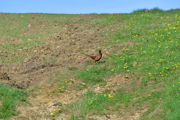 pheasant running on the dandelion field