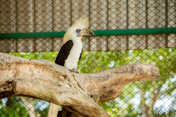 Obraz premium Horned hornbill