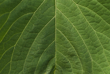 Backround pattern of green leaf.