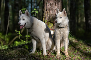 Obraz premium two, white, husky, in, the, forest,
