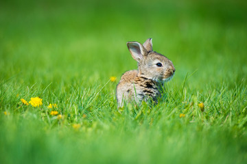 Cute rabbit with flower dandelion sitting in grass. Animal nature habitat, life in meadow. European rabbit or common rabbit.