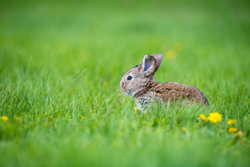 Cute rabbit with flower dandelion sitting in grass. Animal nature habitat, life in meadow. European rabbit or common rabbit.