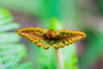 Butterfly-shaped fern in Madeira mountains