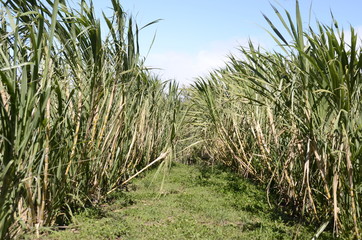 sugar cane farm showing a path to the entrance