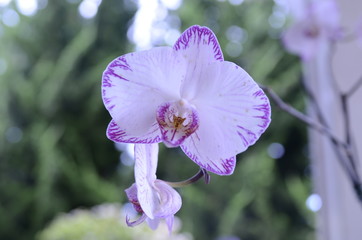 flower blooming in the garden waiting for the spring