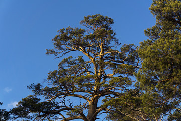 top of a pine tree with bizarrely bent branches in the setting sun on a background of blue sky
