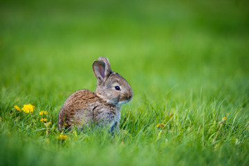 Naklejka na ściany i meble Cute rabbit with flower dandelion sitting in grass. Animal nature habitat, life in meadow. European rabbit or common rabbit.