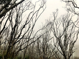 fog coming over and covering the rainforest