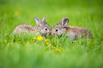 Cute rabbit with flower dandelion sitting in grass. Animal nature habitat, life in meadow. European rabbit or common rabbit.