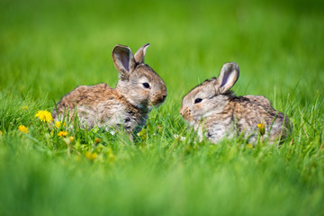 Cute rabbit with flower dandelion sitting in grass. Animal nature habitat, life in meadow. European rabbit or common rabbit.