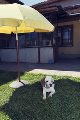 Cute female beagle laying under the parasol in a garden © payamona