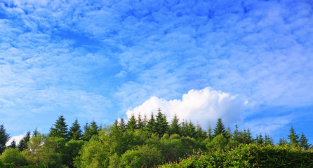 Pine trees on background high mountains.