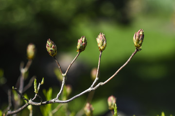 Azalea flowers blooming in the garden. Azaleas buds.
