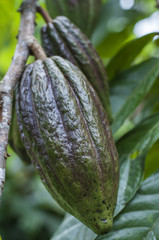 Cocoa tree (Theobroma cacao) with fruits / Cocoa tree (Theobroma cacao) with green fruits.