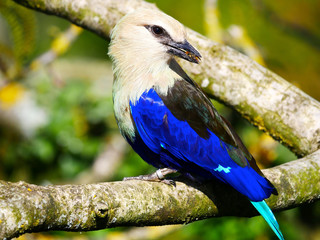 Rollier à ventre bleu