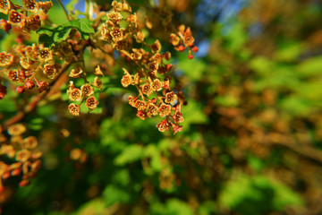 Closeup of black currant branch with beautiful small flowers blooming on blurred green background with copy space for text.