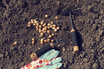 One gardening glove and two gardening tools on the  ground