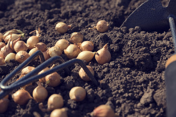 Onion sets Spring planting