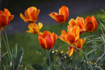 Tulips blooming in the spring garden
