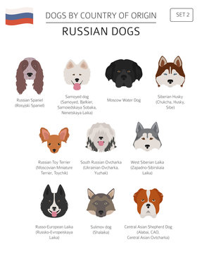 Moscow water cheap dog