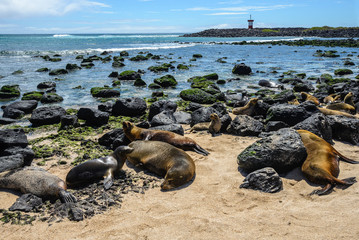 Fototapeta premium Foki na plaży Punta Carola, Wyspy Galapagos, Ekwador