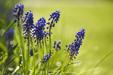 Blue muscari flower blooming in the spring garden.