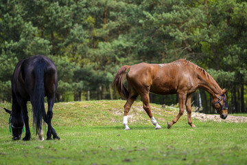 Horses grazing on a meadow in Poland.