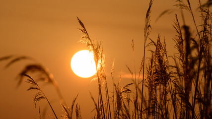 View of Sun setting behind Long Grass E, shallow depth of field background nature photography...