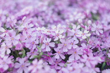 Purple creepeing phlox subulata flowers.