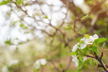Cherry blossoms over blurred nature background