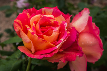 Rosa rossa bicolore con sfumature gialle 