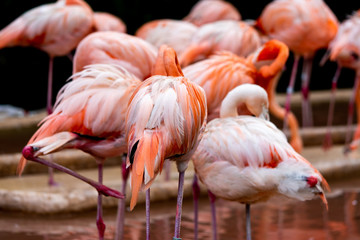 Fototapeta na wymiar backview of a flamingo