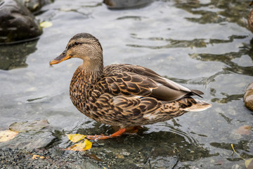Mallard (Anas platyrhynchos) standing on the shore, female wild duck outside the water