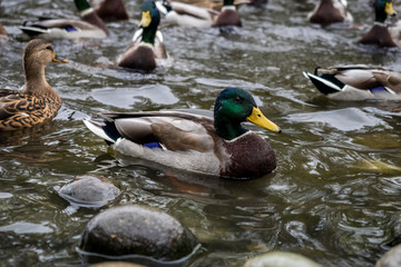Very many ducks in a cozy city park pond. Swim and eat what the residents of the city