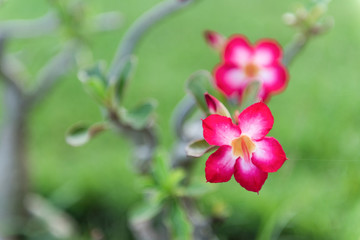 Pink flower and green background