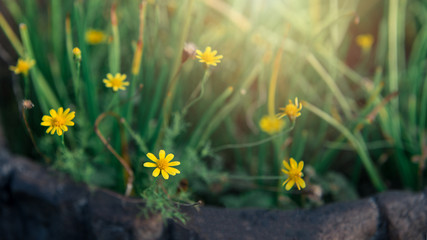 yellow flower on green grass background with sunlight