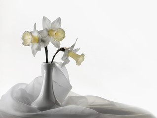 Bouquet of white narcissus flowers in a vase surrounded by white piece of veil fabric on white background. Wedding invitation card or present card.
