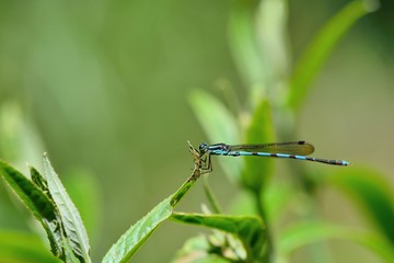 Dragonfly (Indolestes cyanenus)in the Taiwan.
