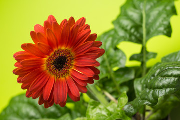 An orange gerbera with an open flower (Gerbera twister). The plant has many green leaves and green backgrounds.