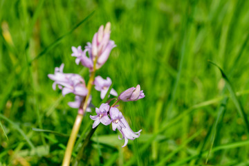 Hybrid pink Spanish bluebells 