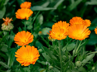 Flower with leaves Calendula (Calendula officinalis, pot, garden or English marigold) on blurred green background.