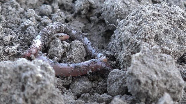 Earthworm crawls over the ground in the nature