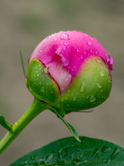 Peony bud (Paeonia tenuifolia) on green leaves background. flower close-up