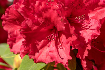 Macro shot of the blooming red rhododendron