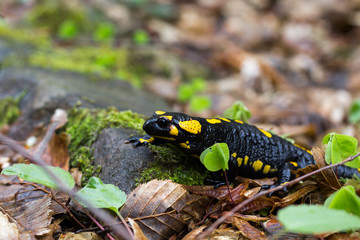 Europaean fire salamander (Salamandra salamandra) Romania, Bihor county