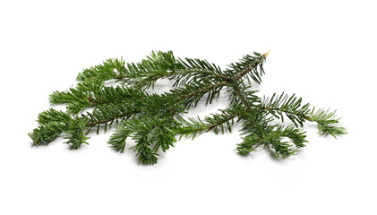 Pine branch isolated on white background